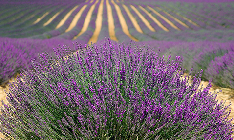 Discover the French countryside of purple lavender when you drop anchor on a France yacht charter